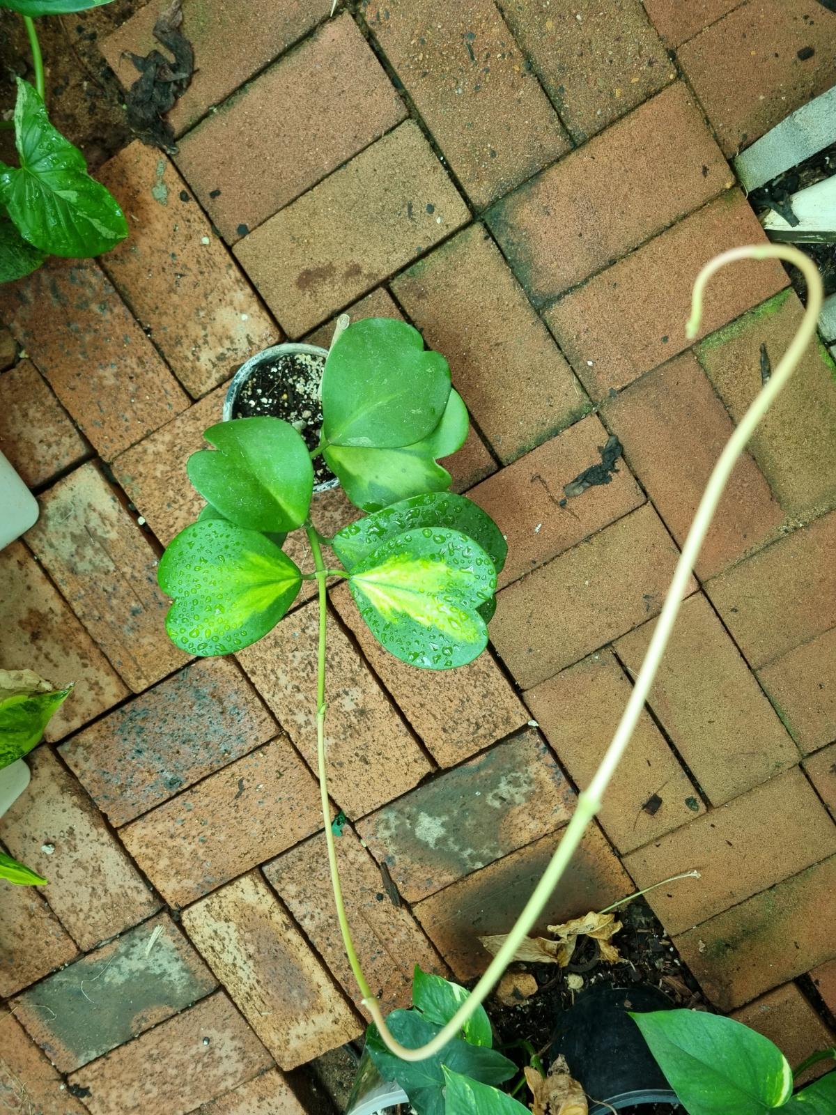 Hoya-Kerrii - Reverse Variegata