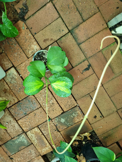 Hoya-Kerrii - Reverse Variegata