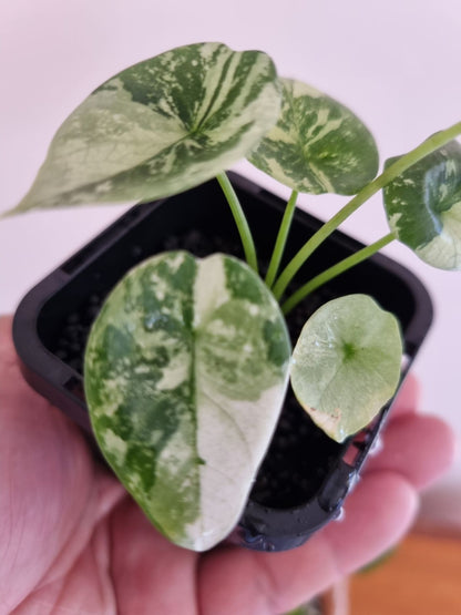 Alocasia - Sinuata Variegated Var.