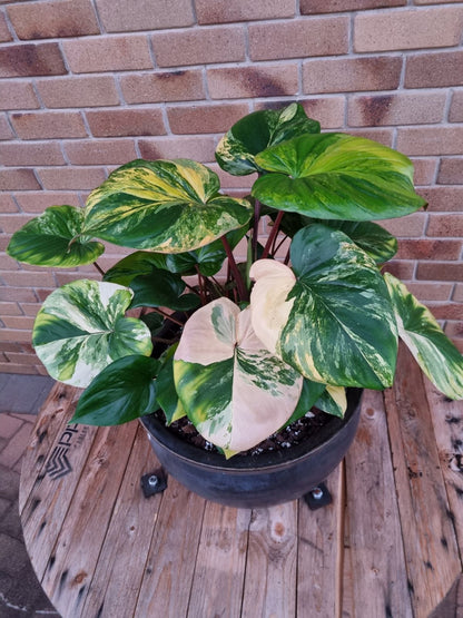 Homalomena - Rubescens Aurea Variegated