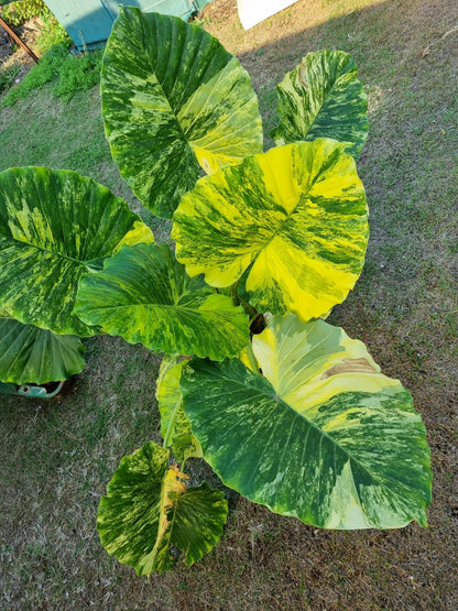 Alocasia - Gageana Aurea Varigated (Corms)