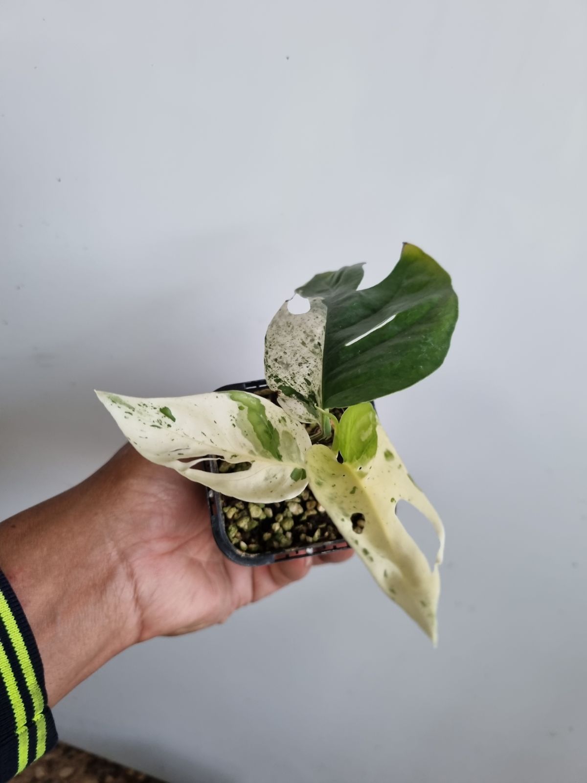 Epipremnum Pannatum - Marble Variegated