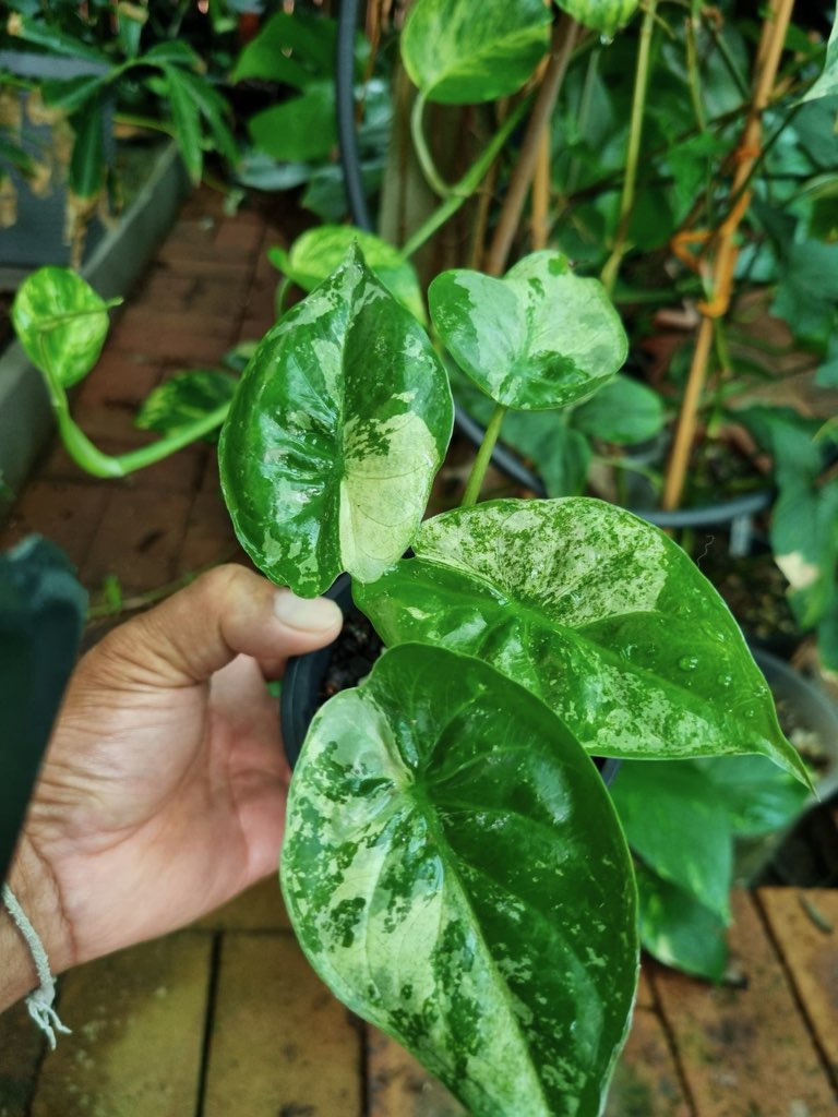 Alocasia - Wentii Variegated