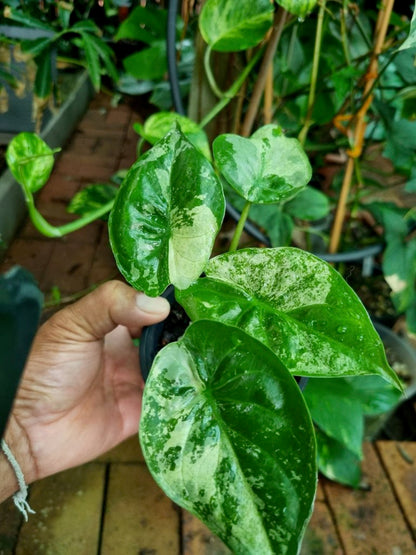 Alocasia - Wentii Variegated