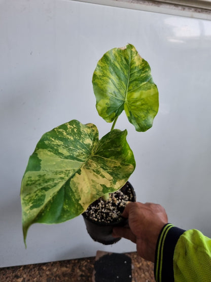 Alocasia - Gageana Aurea