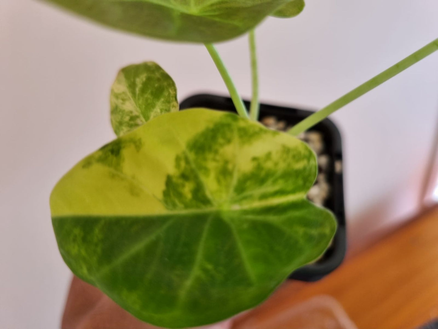 Alocasia - Regale Shield