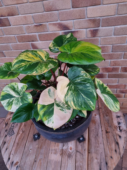 Homalomena - Rubescens Aurea Variegated