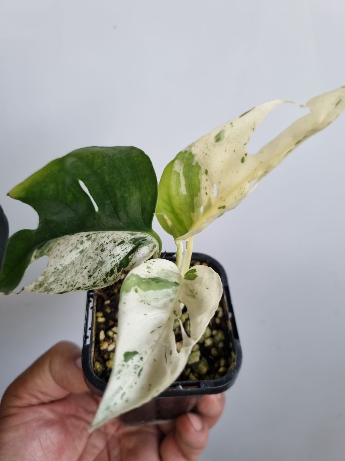 Epipremnum Pannatum - Marble Variegated