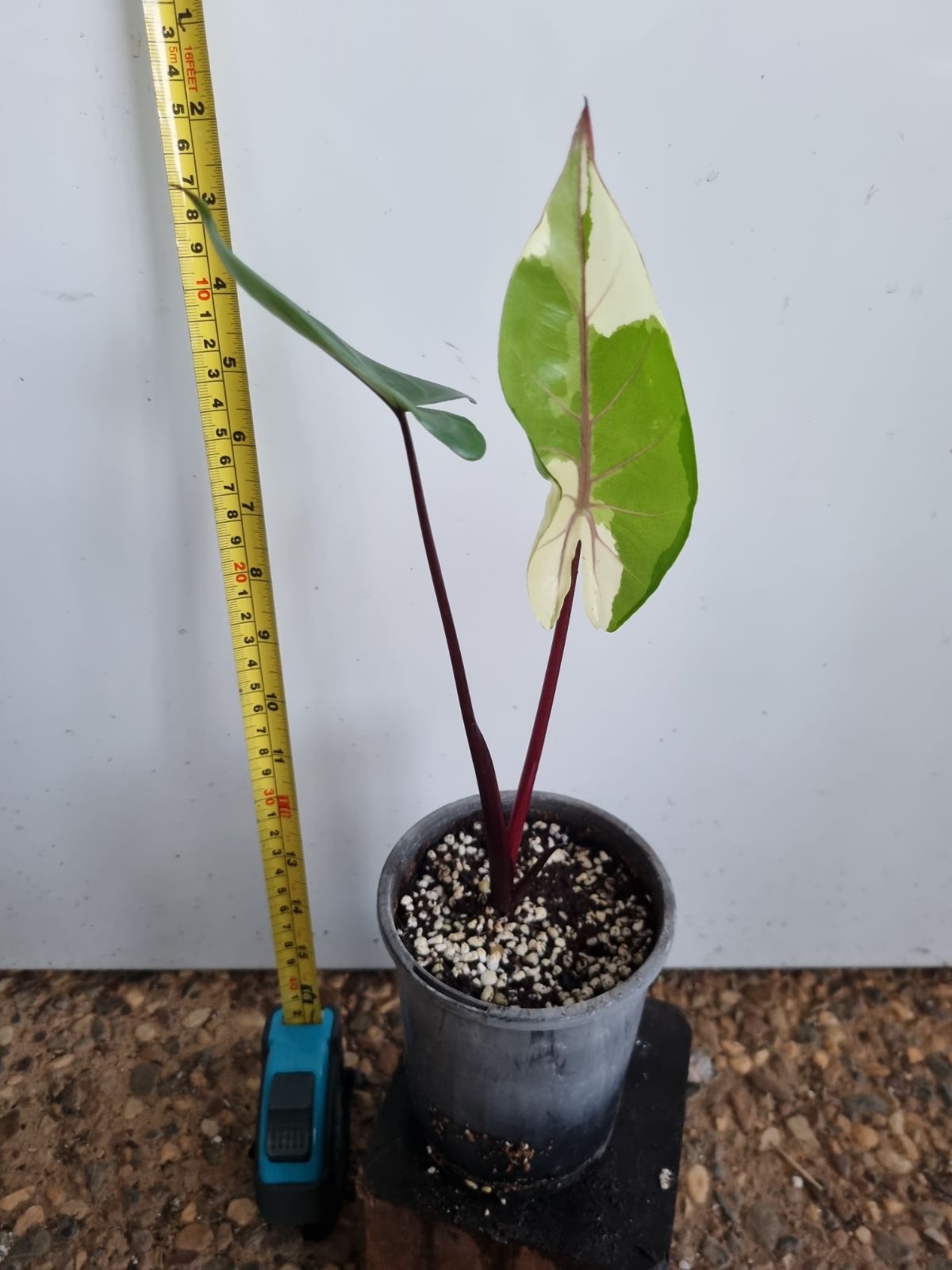 Alocasia - Black Stem Varigated