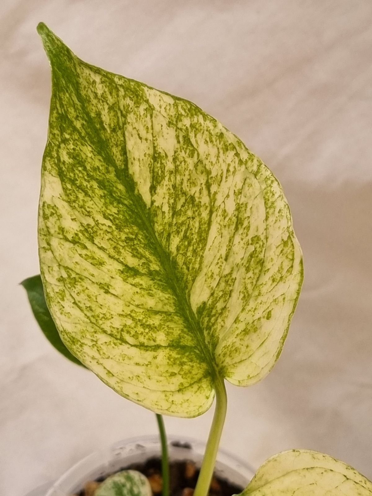 Monstera - Deliciosa (Mint Variegation)