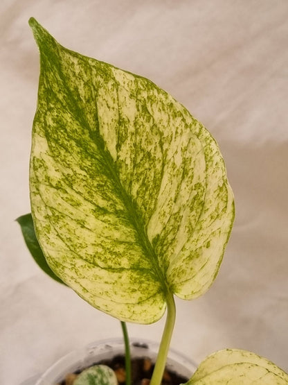 Monstera - Deliciosa (Mint Variegation)