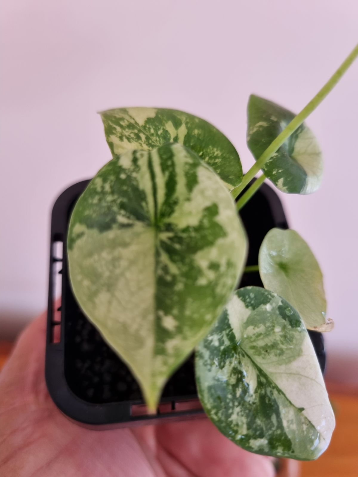 Alocasia - Sinuata Variegated Var.