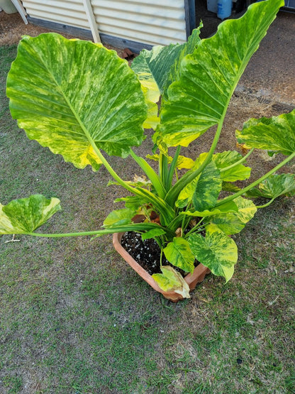 Alocasia - Gageana Aurea Varigated (Corms)