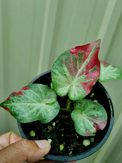 Caladium - Raspberry Splash