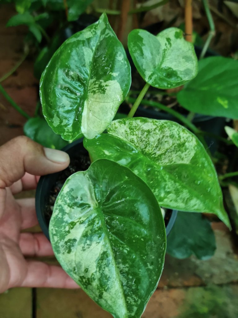 Alocasia - Wentii Variegated