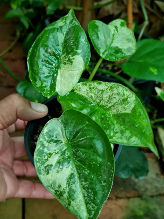 Alocasia - Wentii Variegated