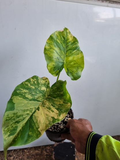 Alocasia - Gageana Aurea