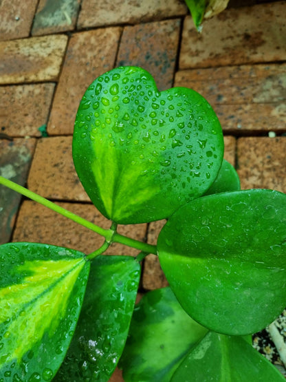 Hoya-Kerrii - Reverse Variegata
