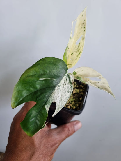 Epipremnum Pannatum - Marble Variegated