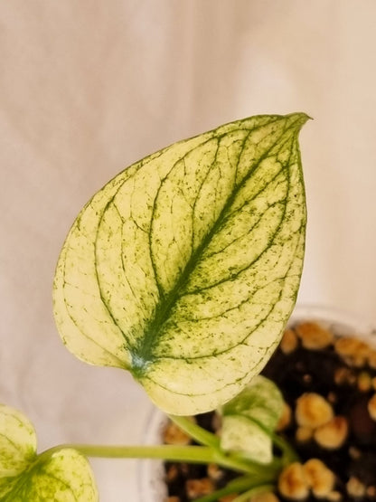 Monstera - Deliciosa (Mint Variegation)