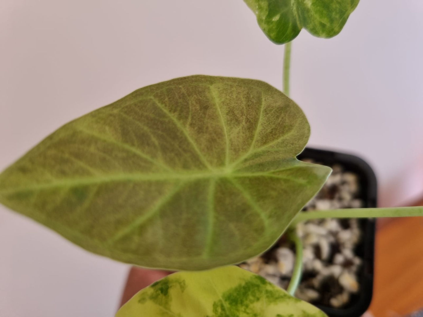 Alocasia - Regale Shield