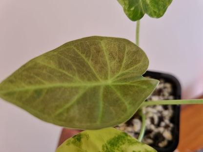 Alocasia - Regale Shield