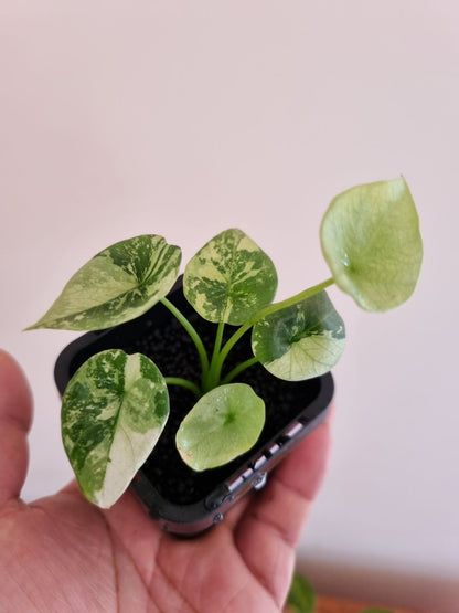 Alocasia - Sinuata Variegated Var.