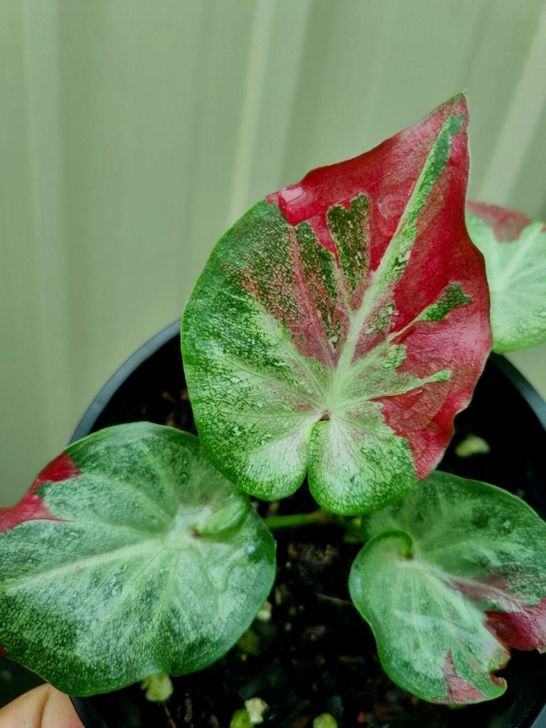 Caladium - Raspberry Splash