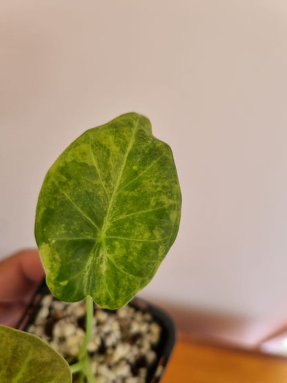 Alocasia - Regale Shield