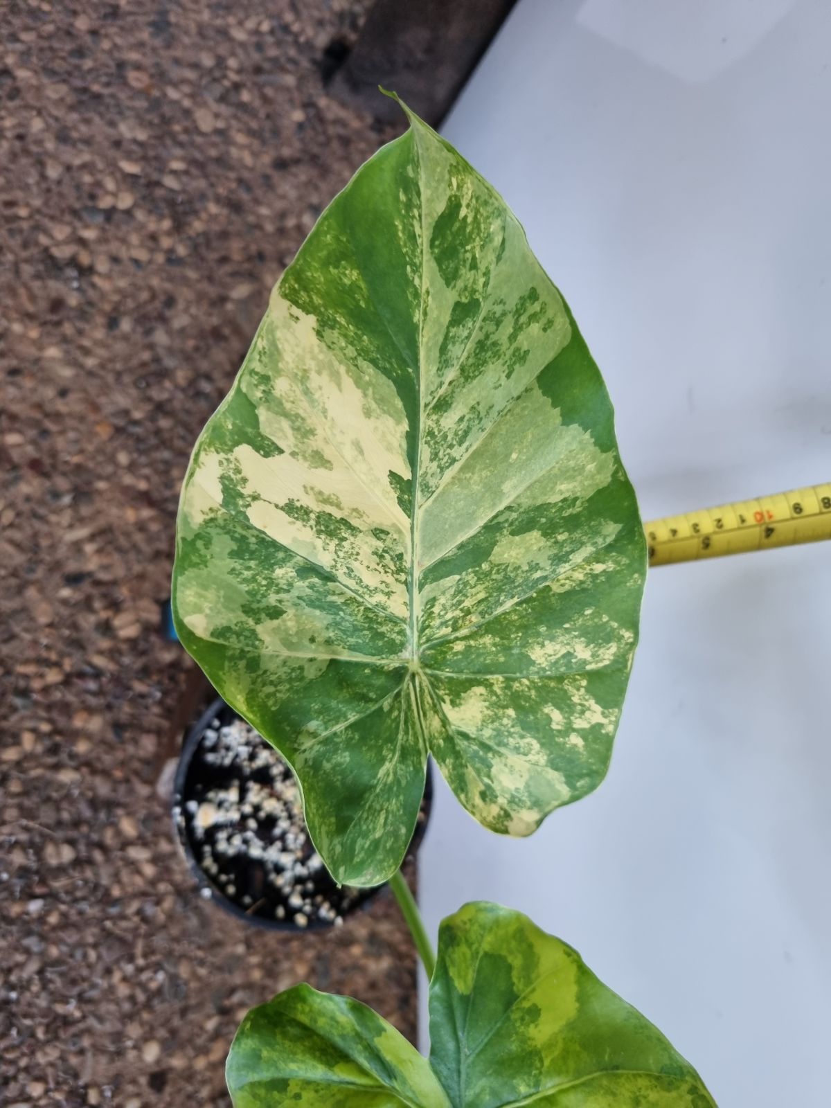 Alocasia - Gageana Aurea
