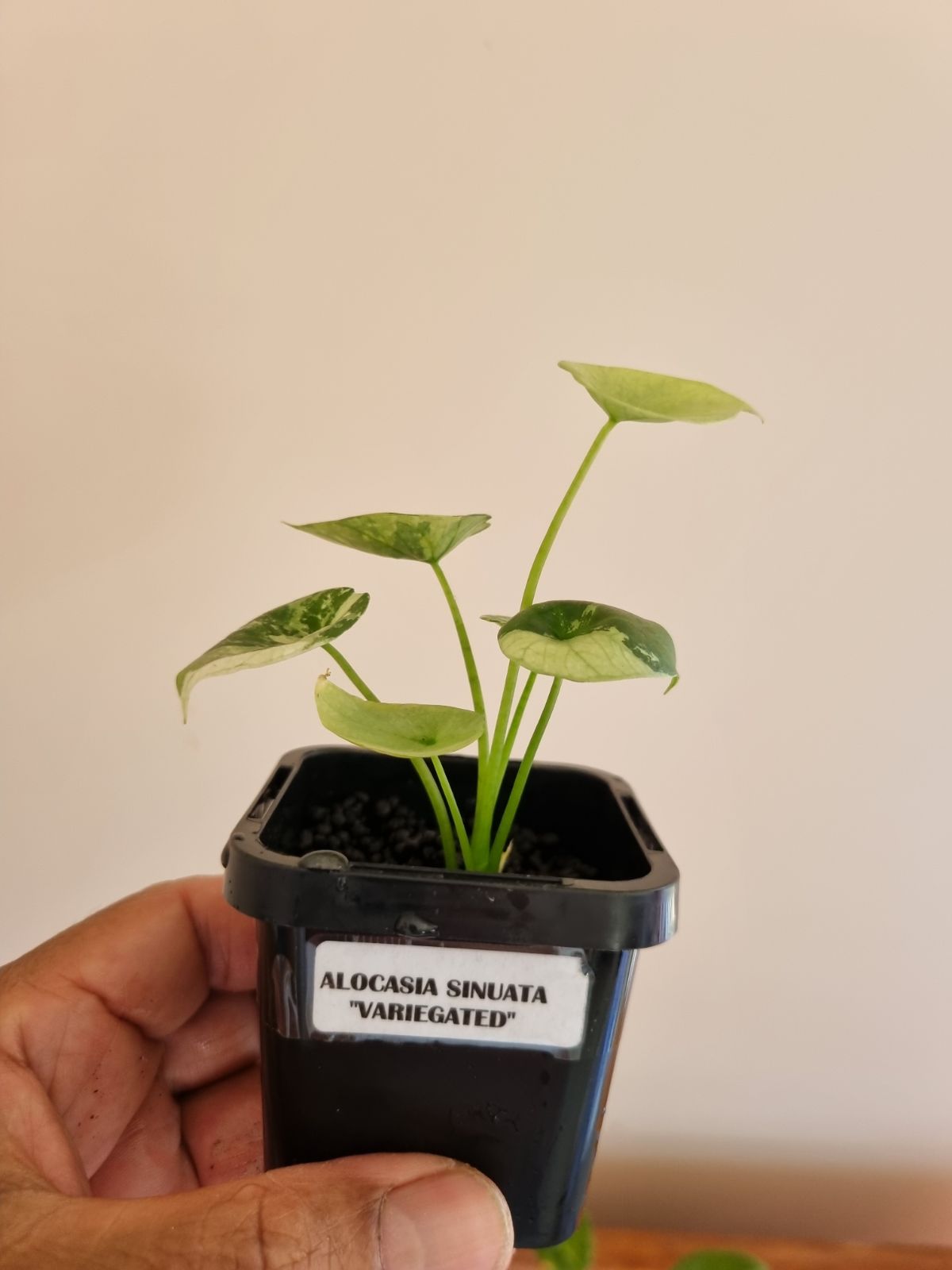 Alocasia - Sinuata Variegated Var.