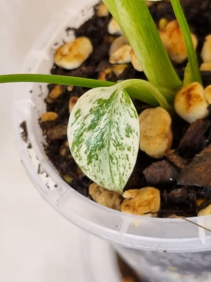 Monstera - Deliciosa (Mint Variegation)