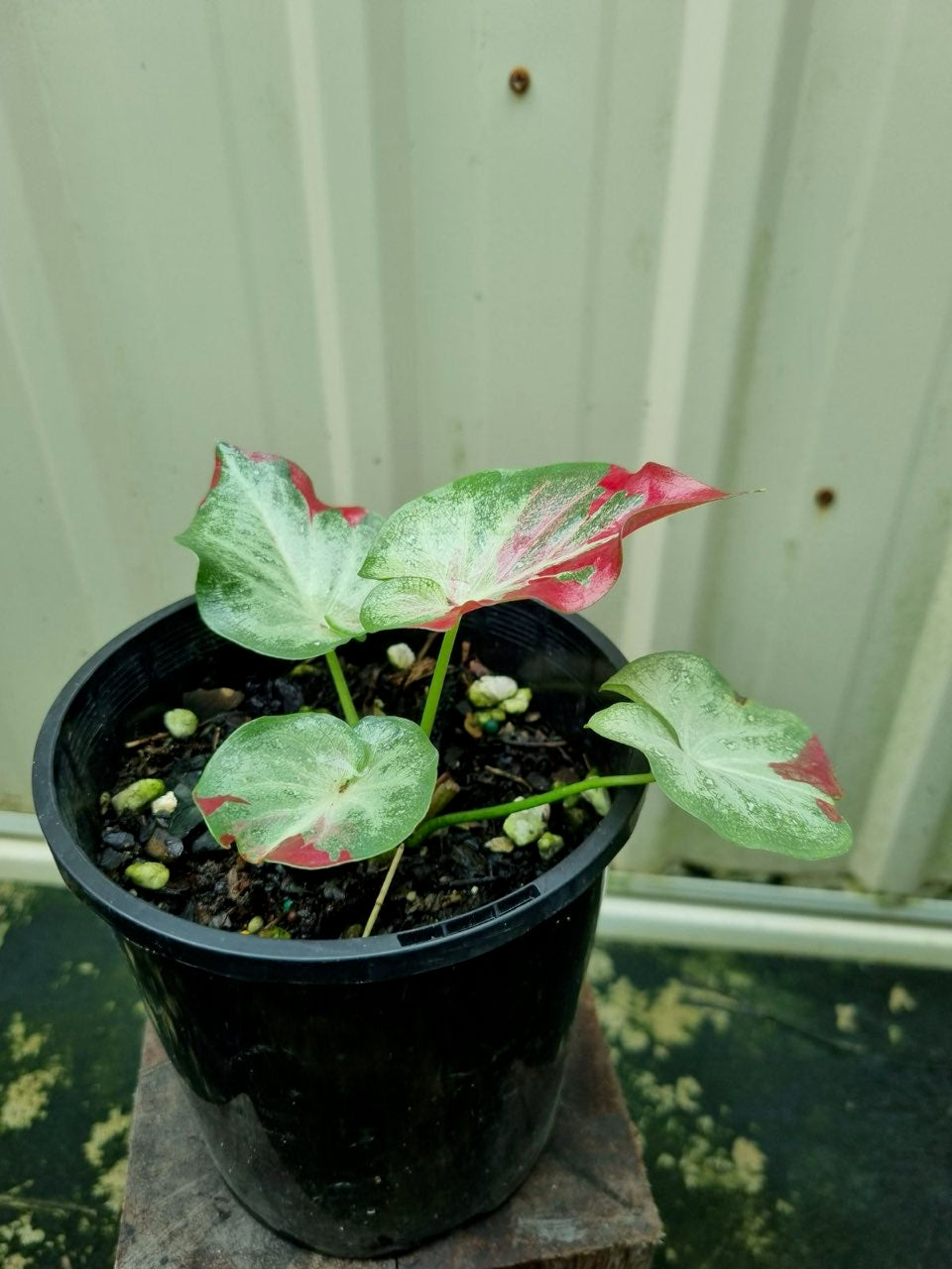 Caladium - Raspberry Splash