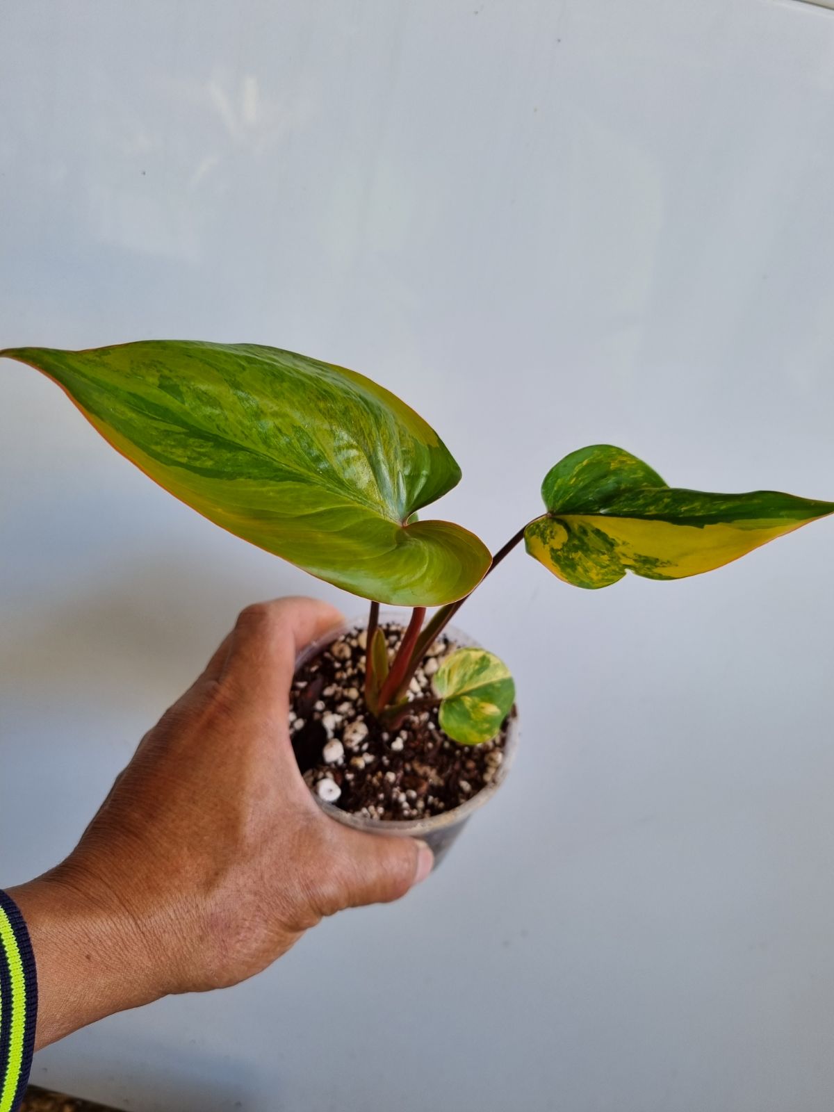 Homalomena - Rubescens Aurea Variegated