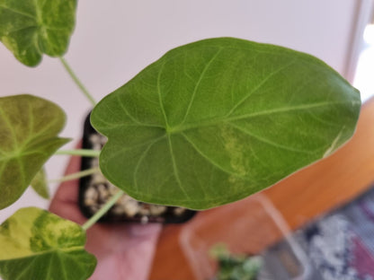 Alocasia - Regale Shield
