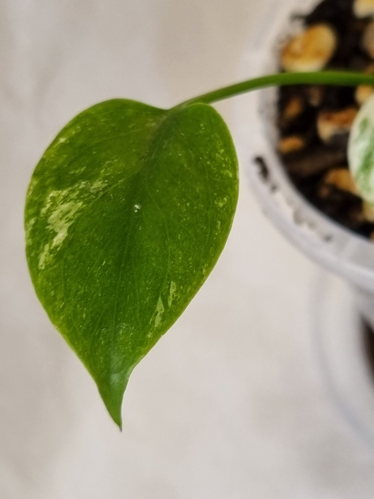 Monstera - Deliciosa (Mint Variegation)