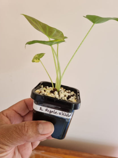 Alocasia - Regale Shield