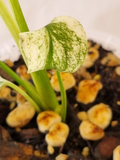 Monstera - Deliciosa (Mint Variegation)
