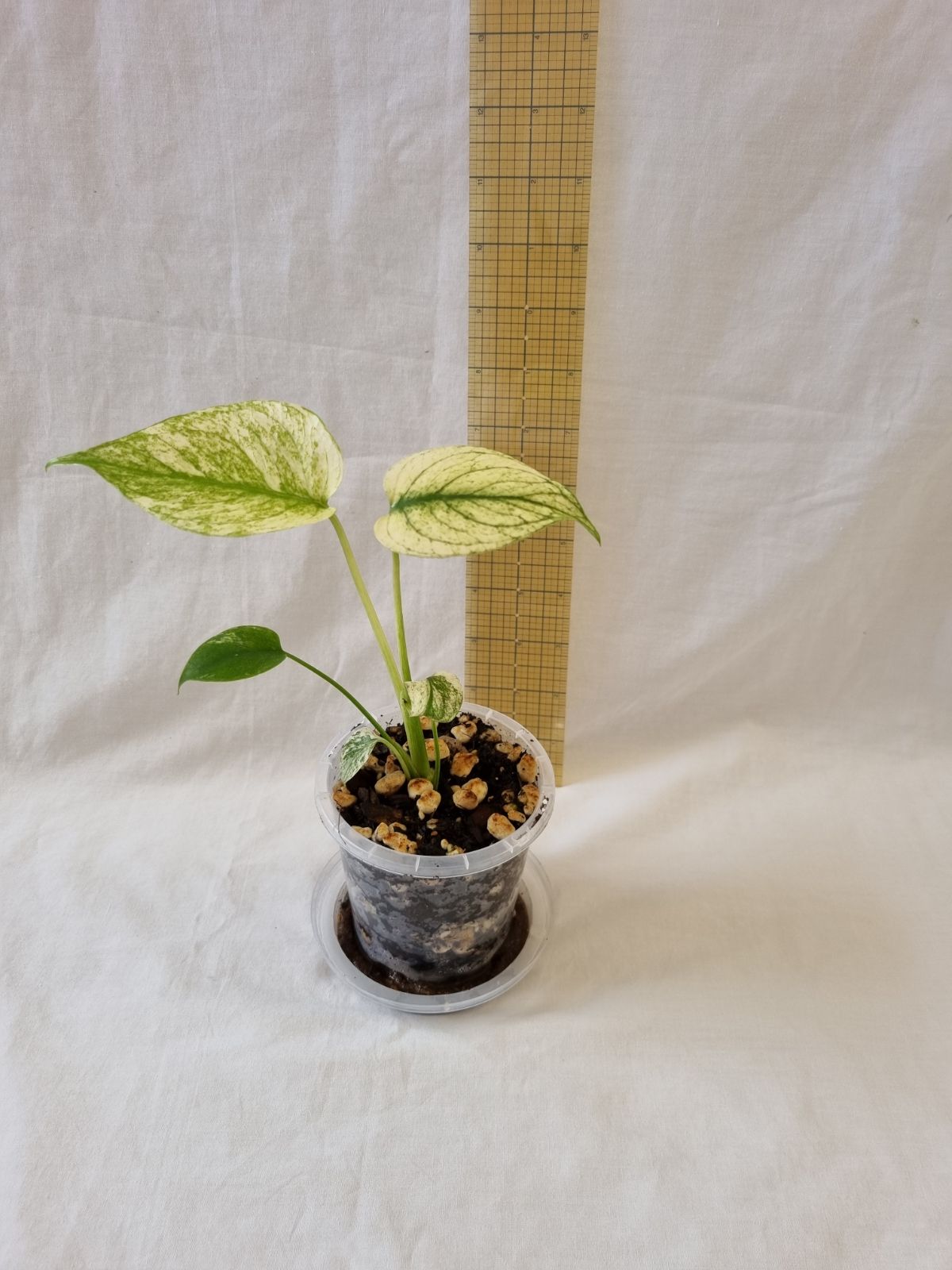 Monstera - Deliciosa (Mint Variegation)